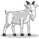 kambing