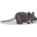 tikus